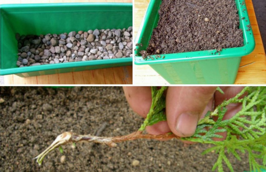 Контейнер для живців