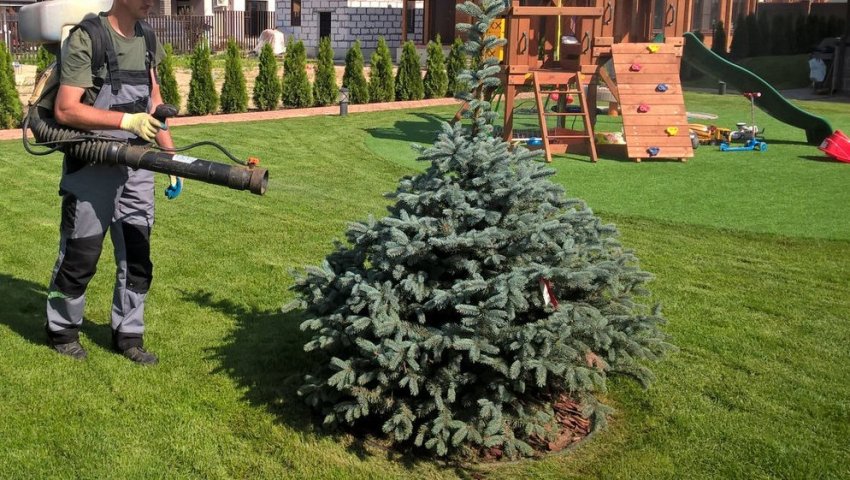 Обробка їли препаратами від шкідників