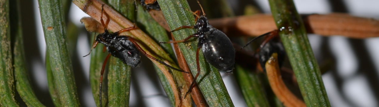 Заходи боротьби з ялинової попелиць і мурахами