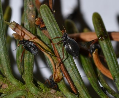 Заходи боротьби з ялинової попелиць і мурахами