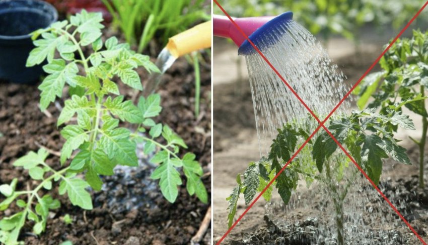 Полив томатів Полив томатів