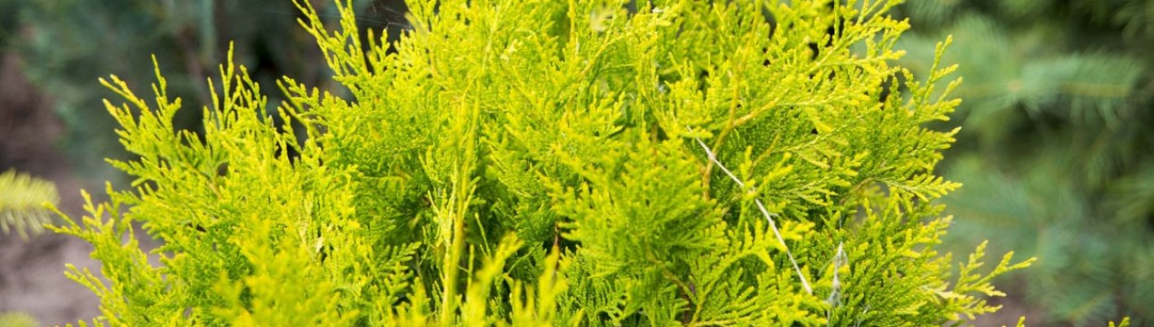 Опис туї західної Голден Брабант, її посадка і догляд