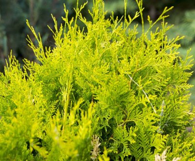 Опис туї західної Голден Брабант, її посадка і догляд