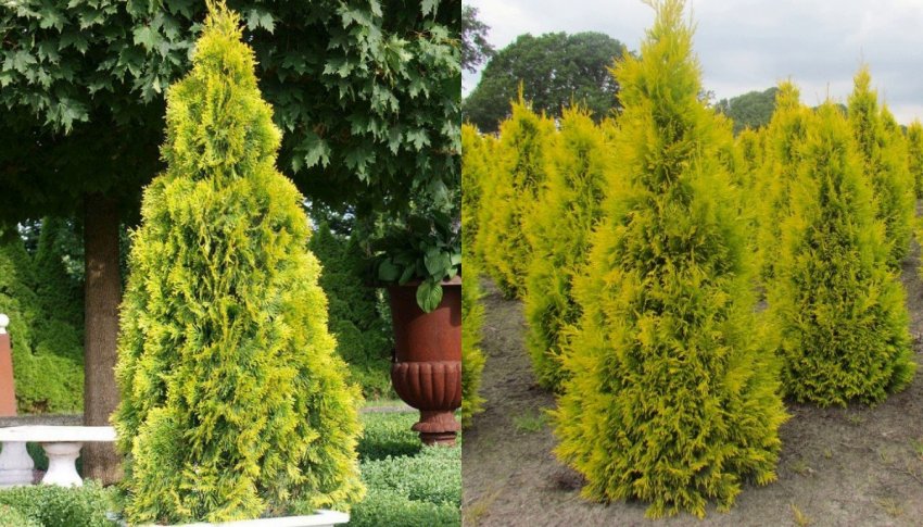 Туя західна Голден Брабант Туя західна Голден Брабант