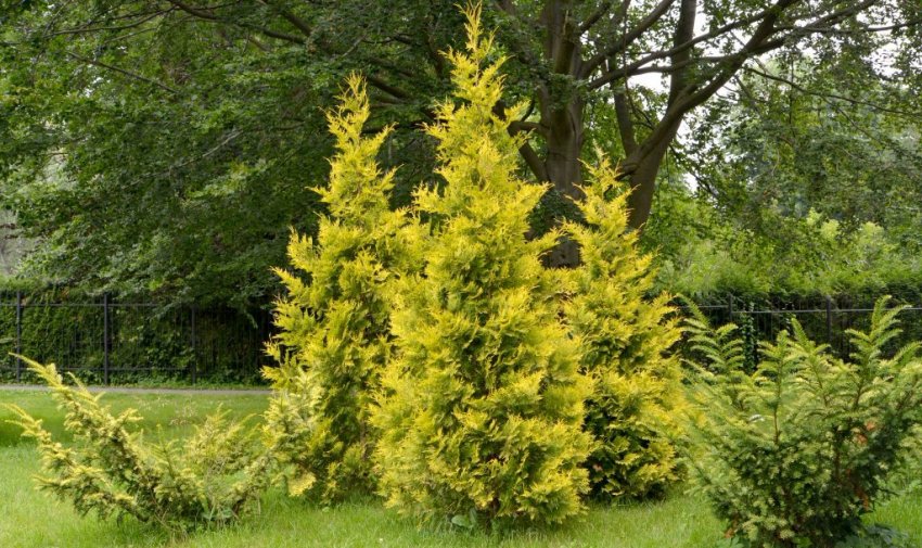 Туї Голден Брабант Туї Голден Брабант