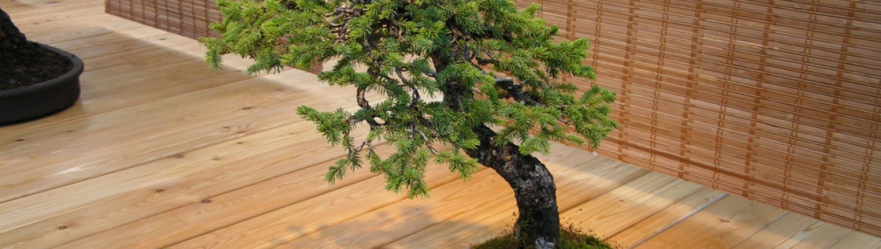 Ялинка бонсай