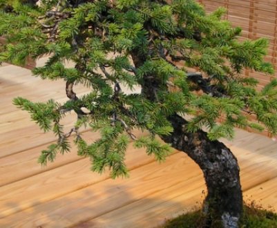 Ялинка бонсай