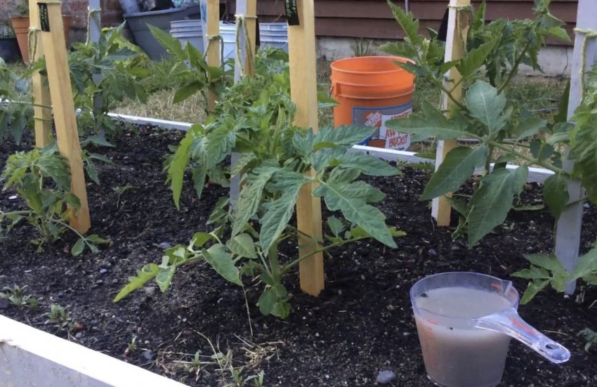 Підживлення томатів Підживлення томатів