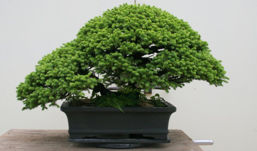 Канадська ялина