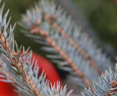 Що робити якщо ялина жовтіє і сохне