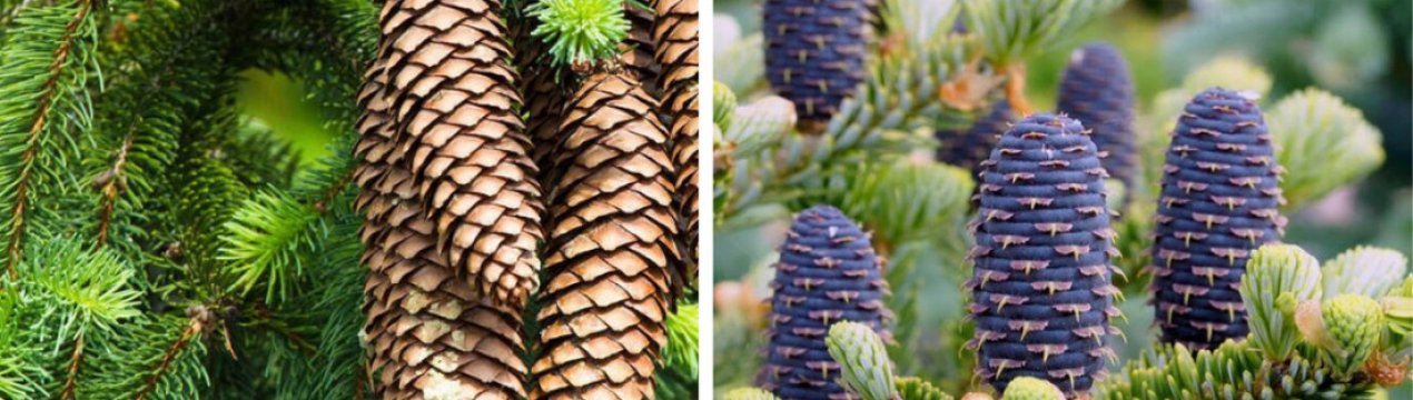 Чим відрізняється ялиця від ялини