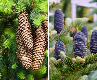 Чим відрізняється ялиця від ялини