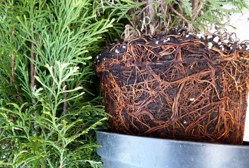 Розмноження туї поділом кореня