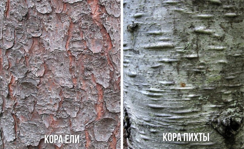 Кора ялини та ялиці Кора ялини та ялиці