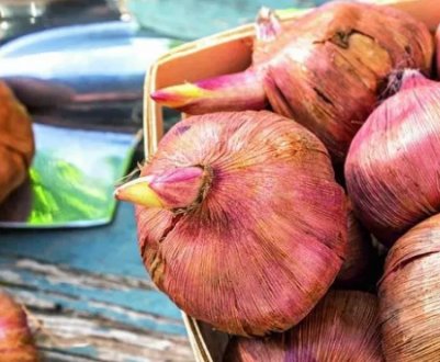 Як і коли викопувати гладіолуси на зиму: зберігання цибулин