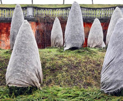 Осінній догляд за туями і підготовка дерева до зими