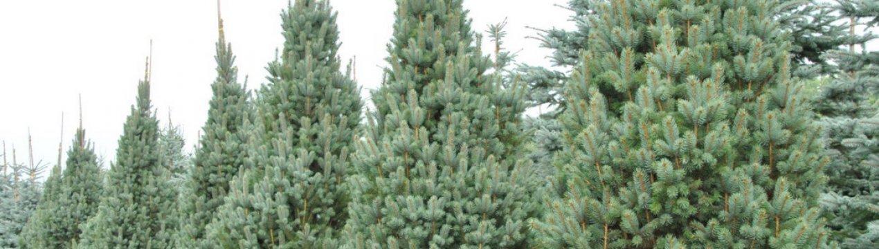 Опис їли Изели Фастігіата, її посадка і догляд