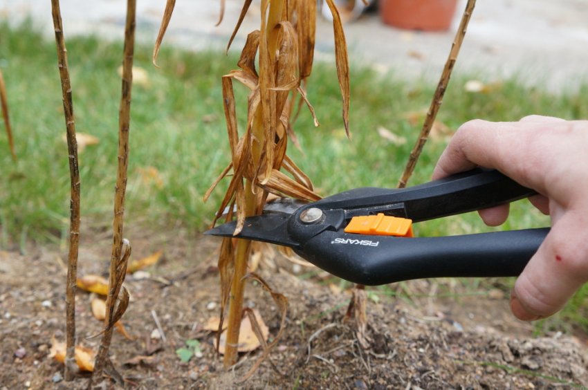 Гладіолуси восени