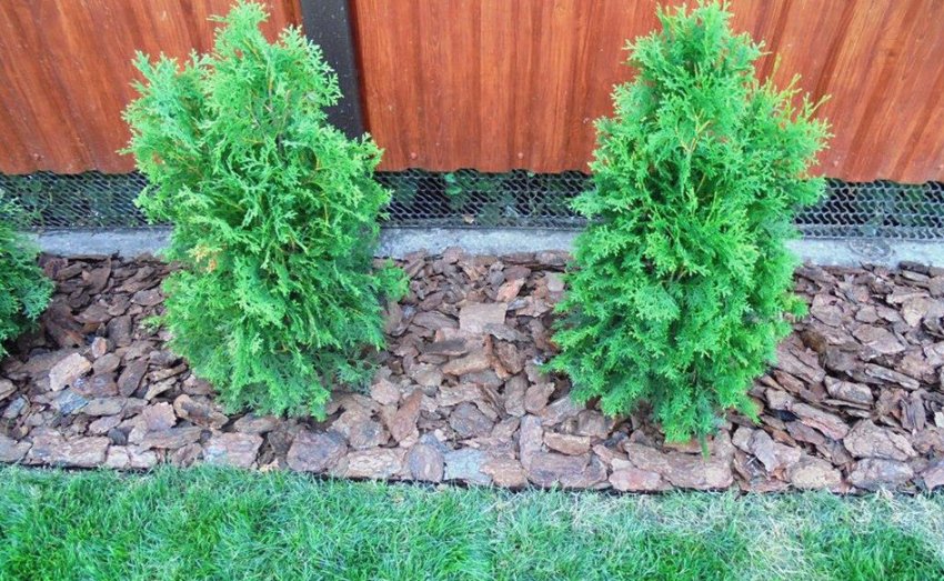 Мульчування туй сосновою корою