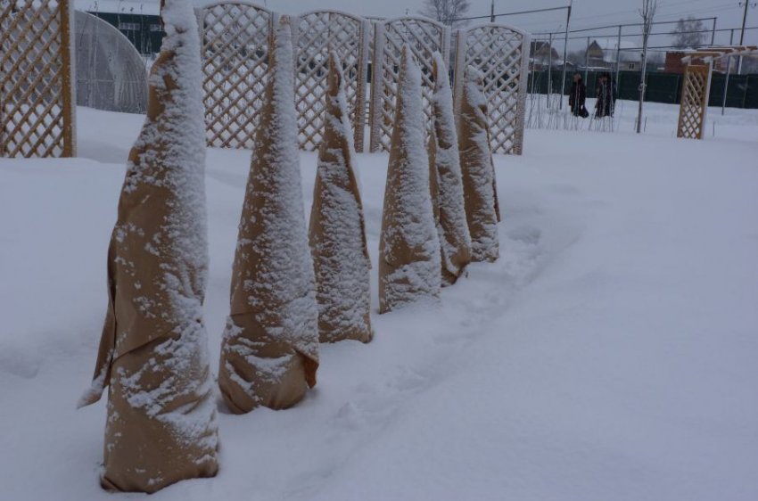 Укриття туй на зиму