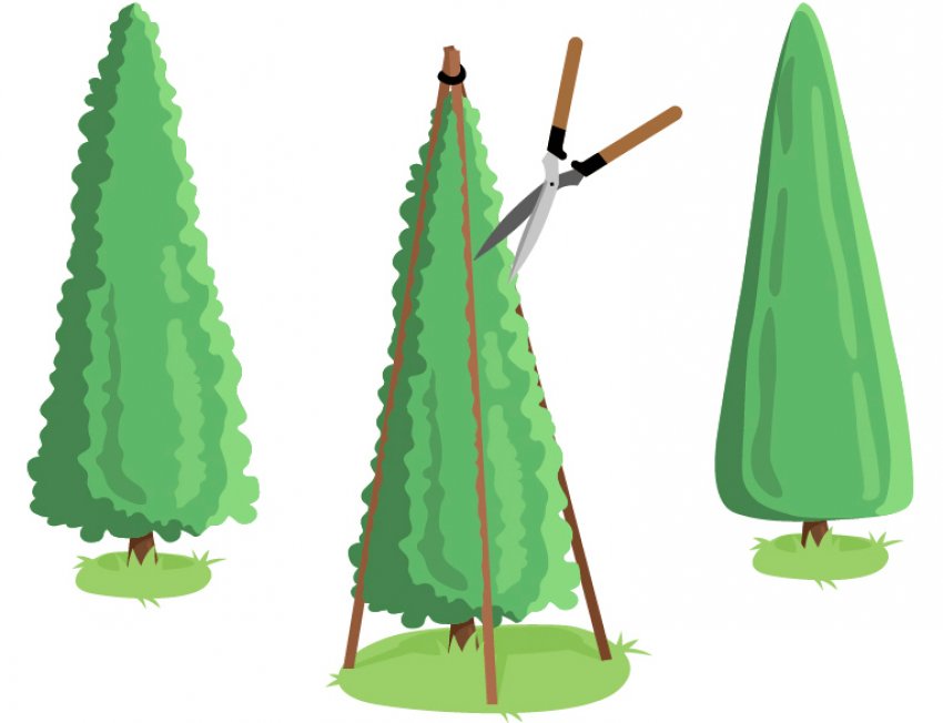 Схема декоративної обрізки туї