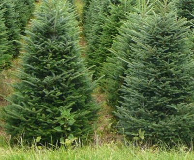 Вирощування їли: посадка і догляд