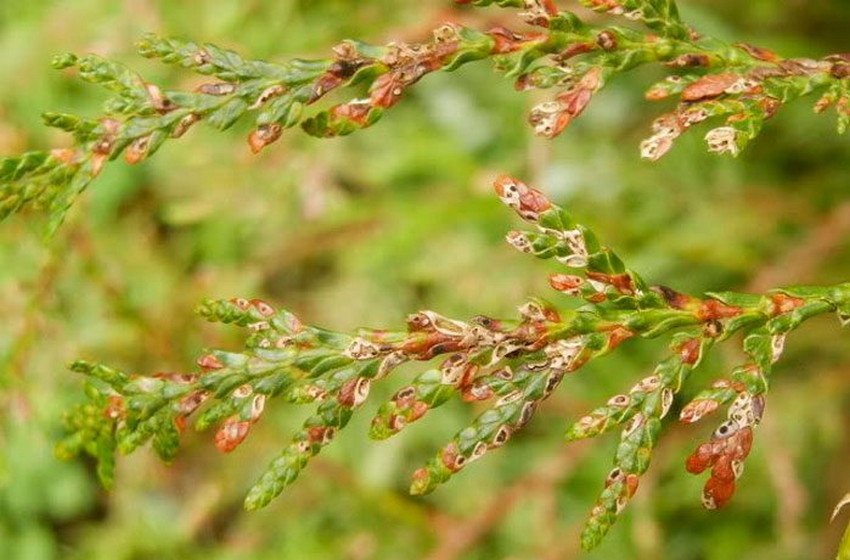 Фузаріоз туї