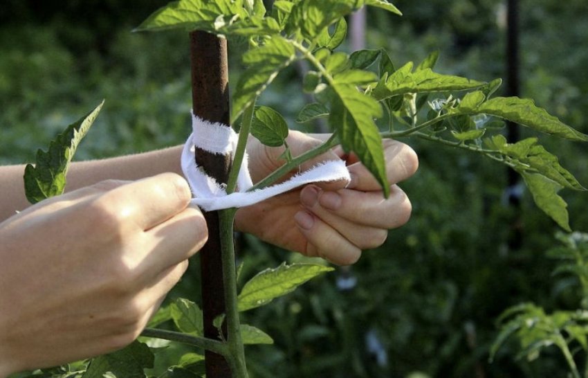 Підв'язка томатів Підв'язка томатів