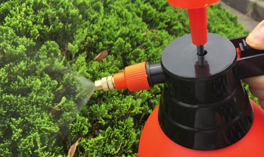 Обробка туї від шкідників