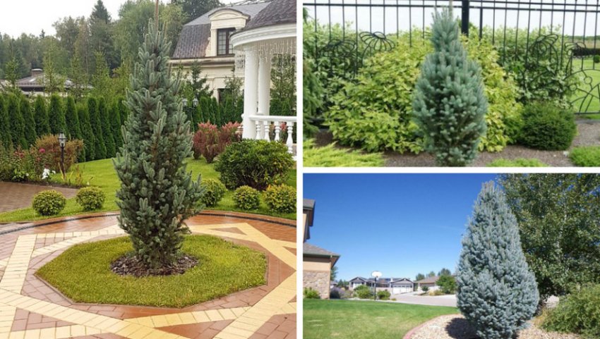 Ялина Изели Фастігіата в ландшафтному дизайні Ялина Изели Фастігіата в ландшафтному дизайні