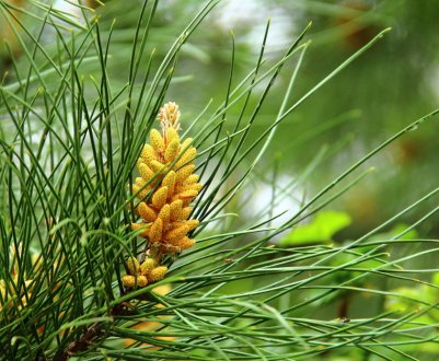 Особливості цвітіння сосни