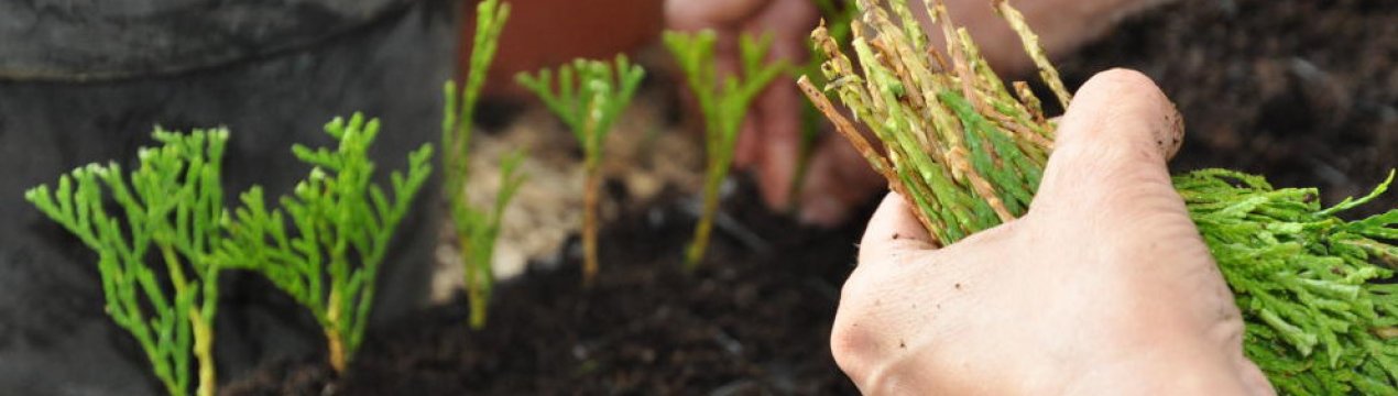 Розмноження і вирощування туї