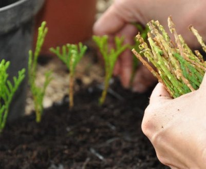 Розмноження і вирощування туї