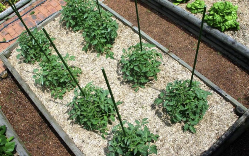 Мульчування томатів Мульчування томатів