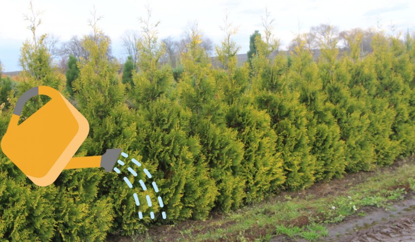 Полив туй Голден Брабант Полив туй Голден Брабант