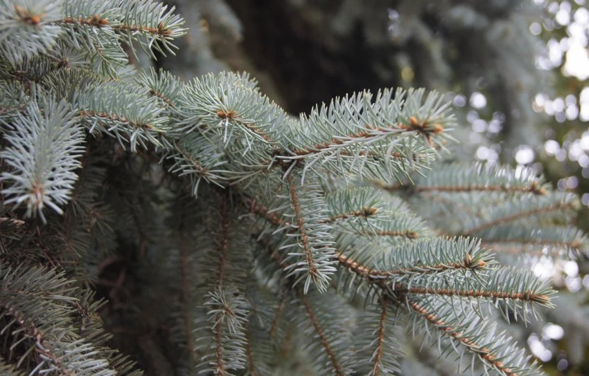 Блакитні ялини