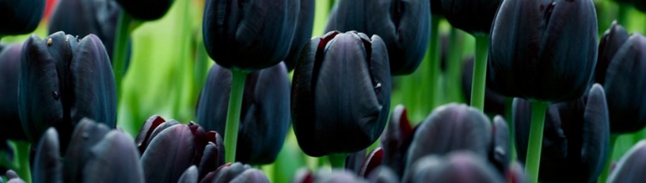 Тюльпан Cafe noir і його особливості