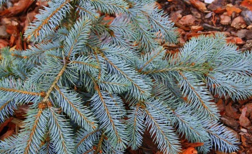 Блакитна ялина Argentea