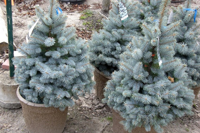 Саджанці сріблястої ялини Royal Blue
