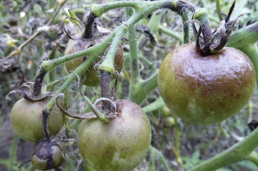 Фітофтора Фітофтора