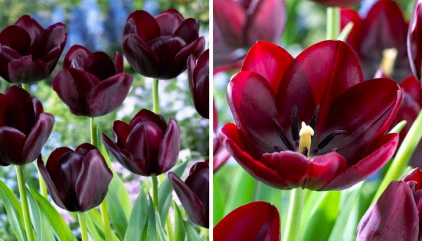 Тюльпан Кафе нуар