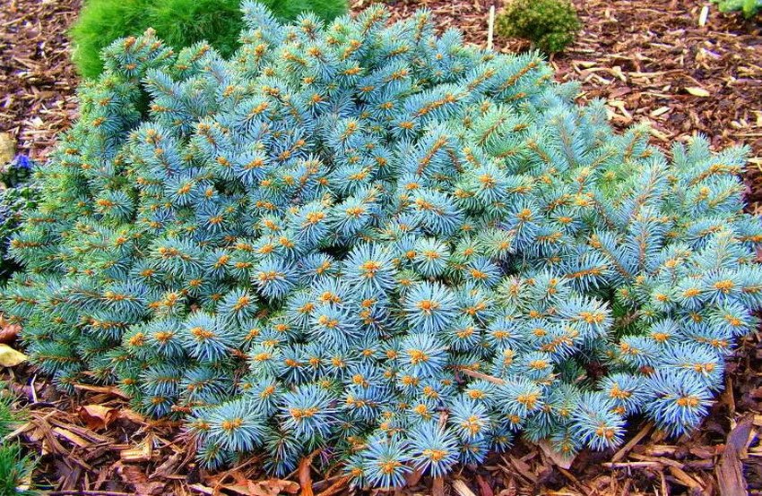 Срібляста ялина Sonia