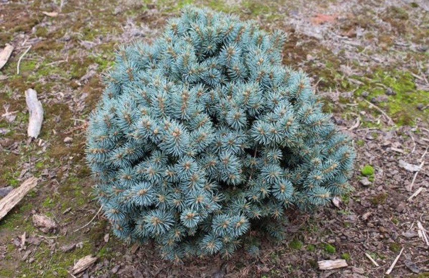 ялина Сиза Filips Blue Compact