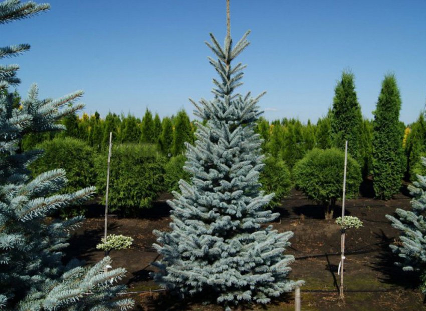 Ялина колюча Omega