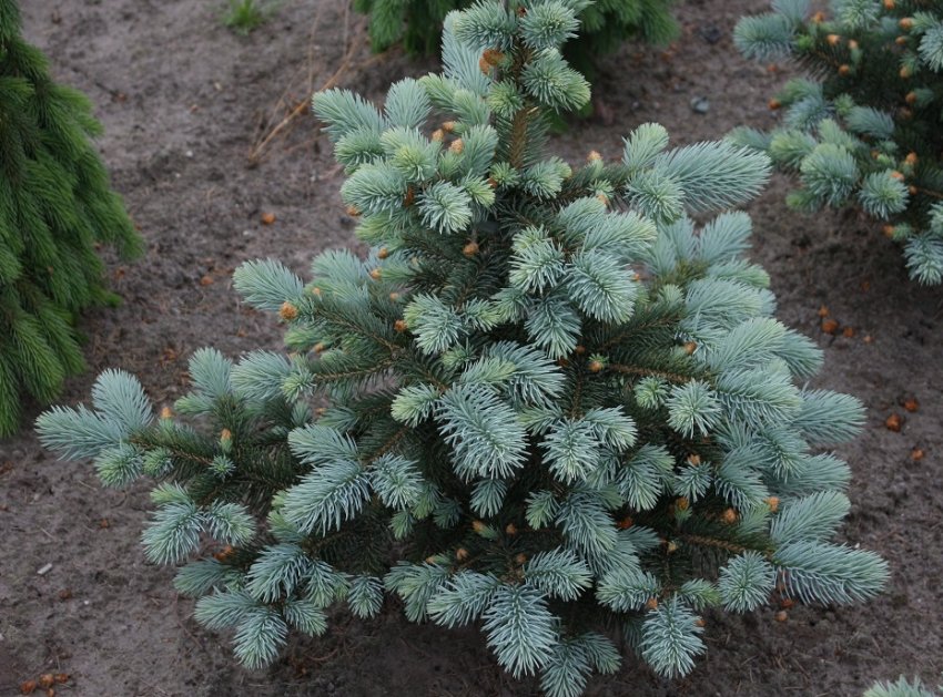 Ялина колюча Baby Blue Eyes