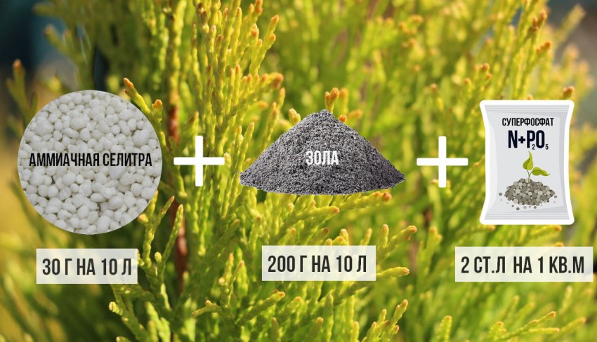 Підгодівля для туї Голден Брабант Підгодівля для туї Голден Брабант