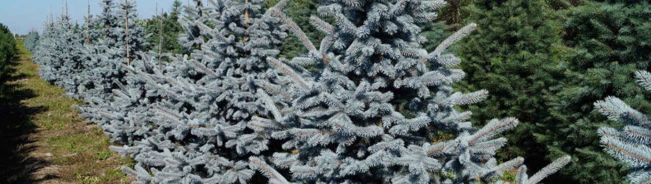Поширені сорти блакитних ялин