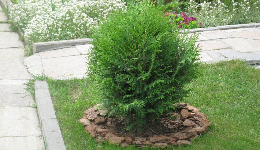 Мульчування куща туї Мульчування куща туї