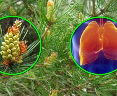 Способи застосування соснових бруньок від кашлю