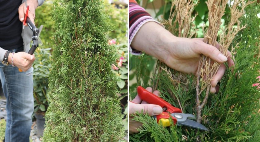 Стрижка і обрізка туї Стрижка і обрізка туї